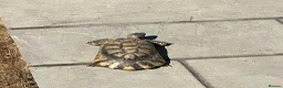 Tortoise reptiles for sale: 6 x spur thighed  1 x migrated - Advert 16