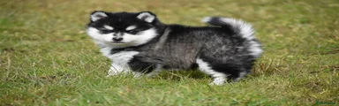 Pomsky Puppy 4