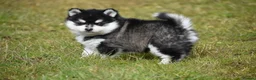Pomsky dogs for sale: Genuine Pomsky puppies from health tested parents - Advert 22