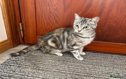 Mixed Breed cats for sale: Gorgeous female cat - Image 3