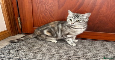 Mixed Breed cats - Advert 7
