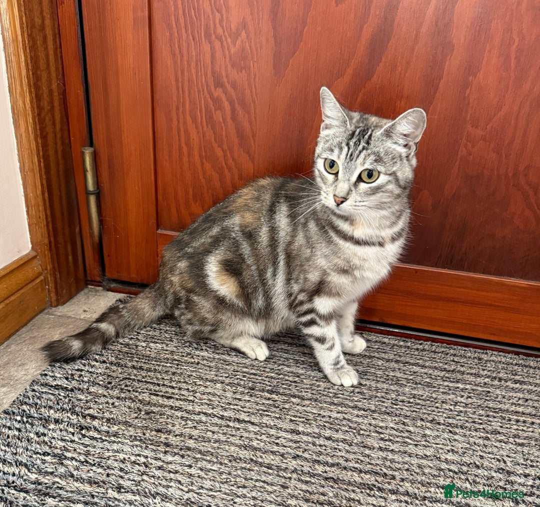 Mixed Breed cats for sale: Gorgeous female cat - Image 3