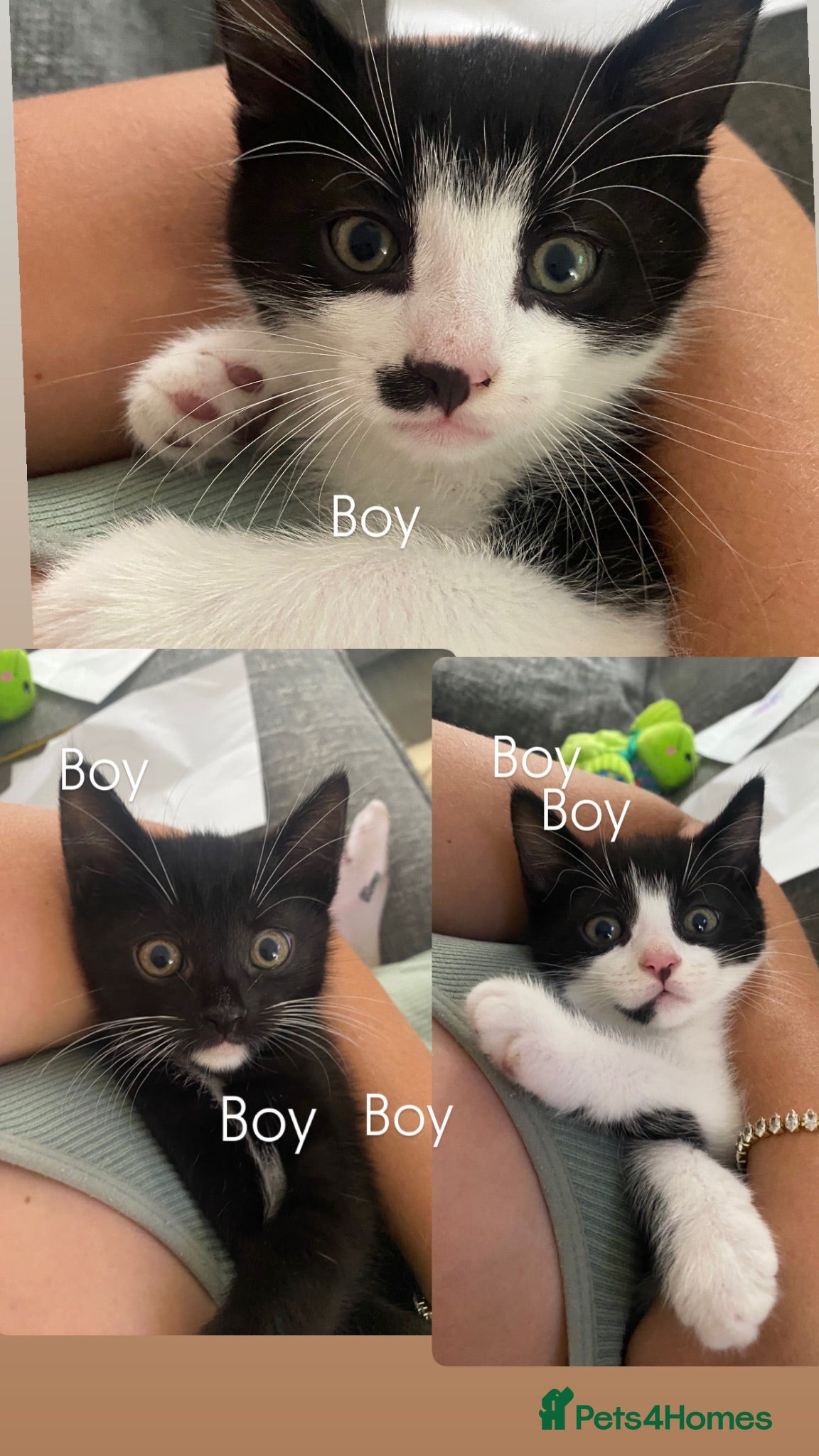 Mixed Breed cats 3 boys left - Advert 1
