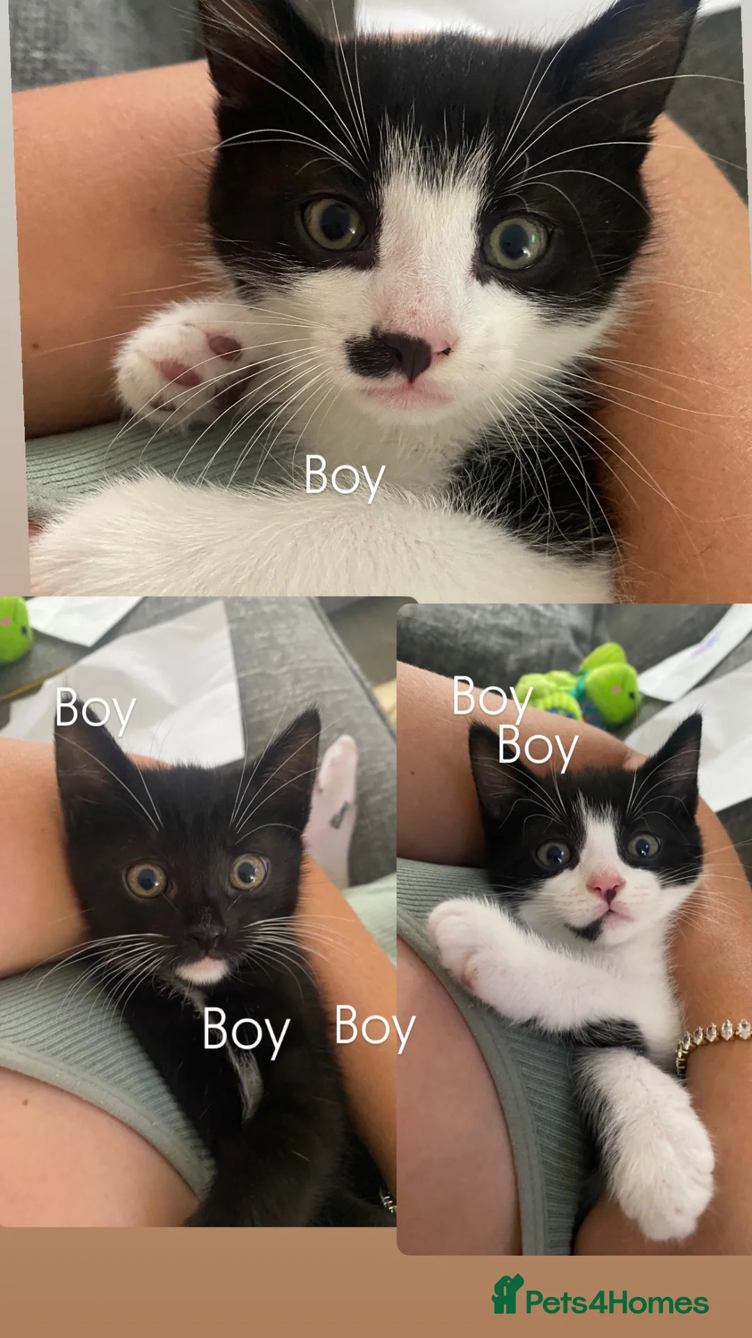 Mixed Breed cats for sale: 3 boys left - Advert 1