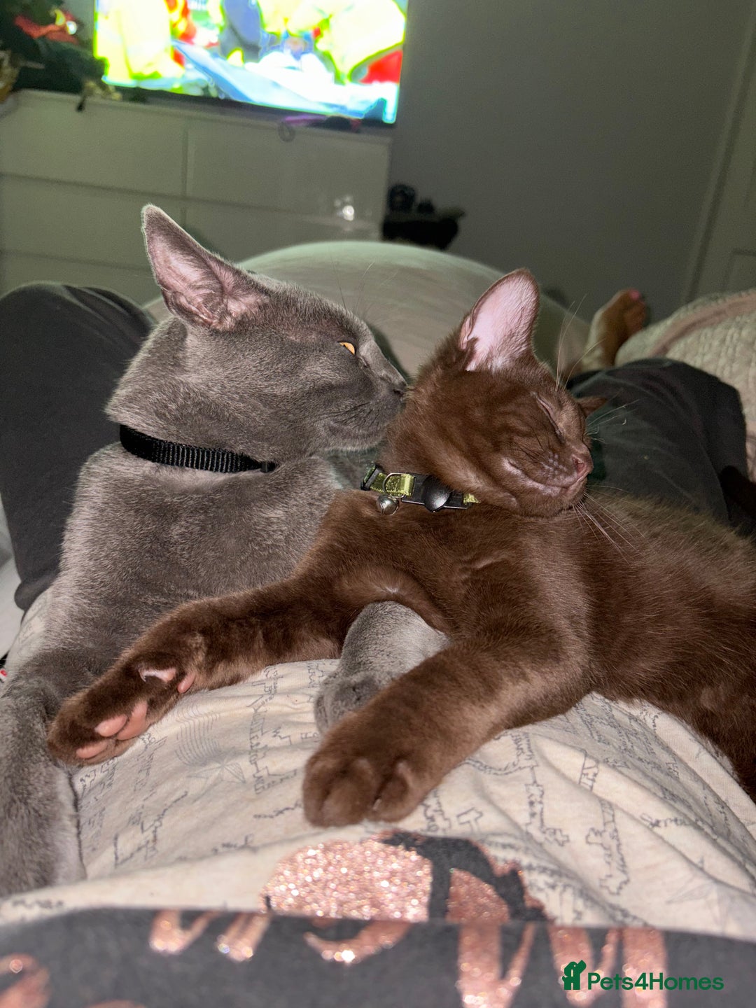 Russian Blue cats for sale: 6 beautiful kittens Russian Blue/Tabby - Image 7