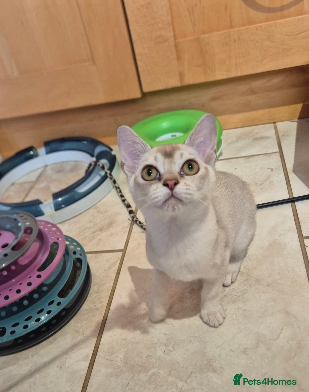 Burmilla cats for sale: Pedigree Burmilla Kittens - Advert 13