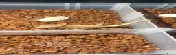 Gecko reptiles for sale: Tame Gargoyle/crested gecko + grow out setup £145 - Advert 1