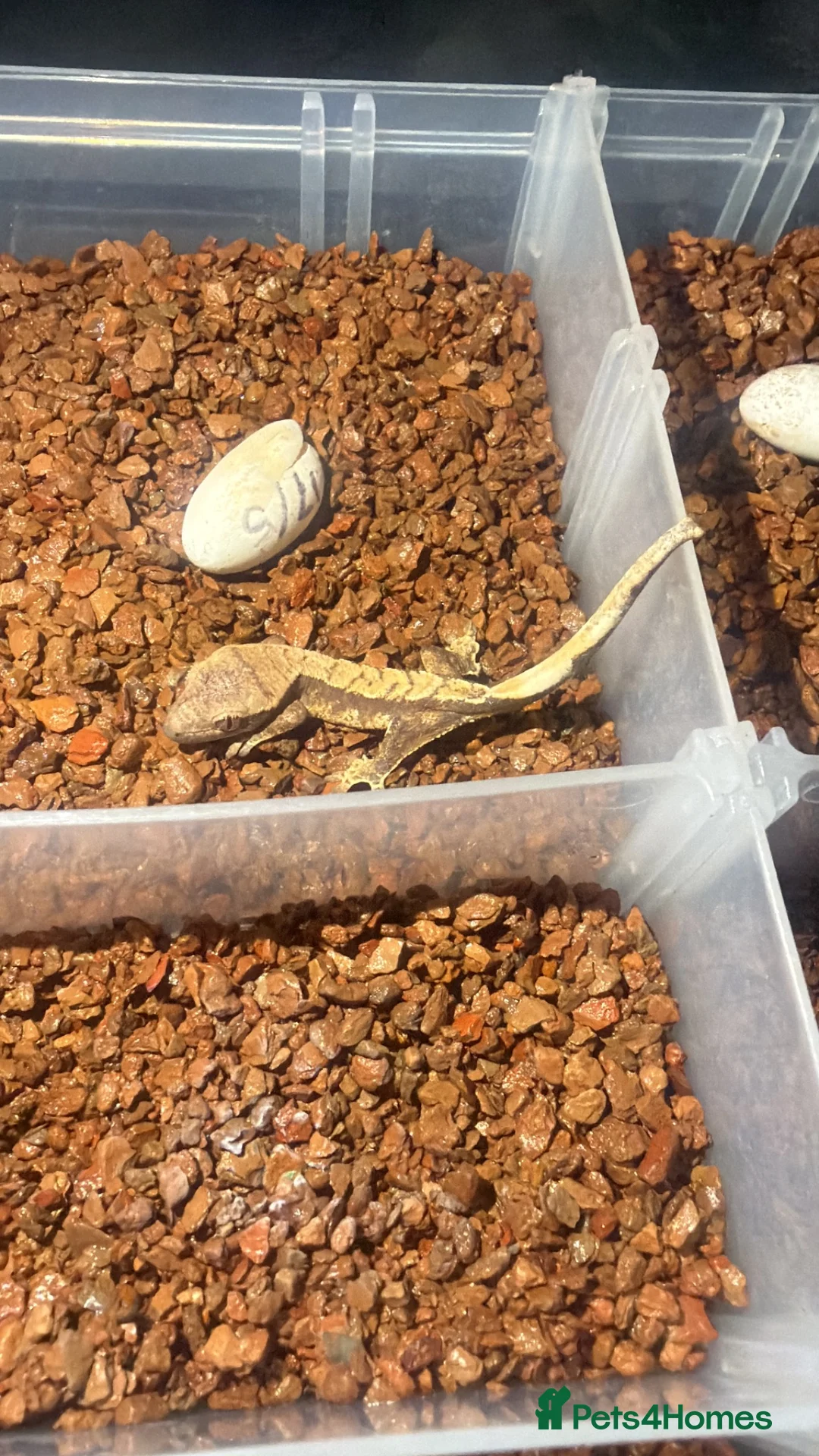 Gecko reptiles for sale: Tame Gargoyle/crested gecko + grow out setup £145 - Advert 1