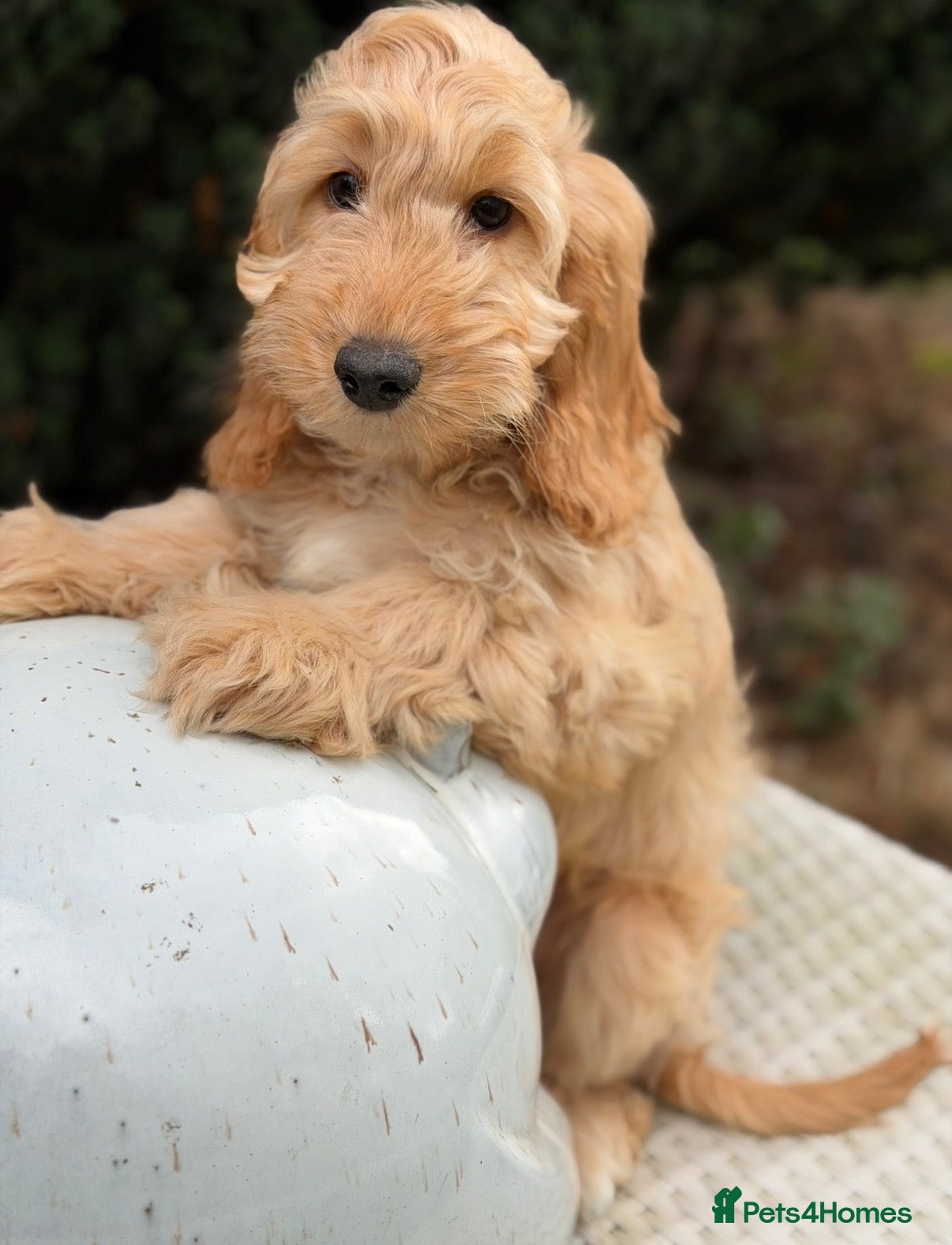 Cockapoo dogs Is this your new family member  - Advert 2
