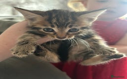 Domestic Shorthair cats for sale: Kittens for Sale - Image 3