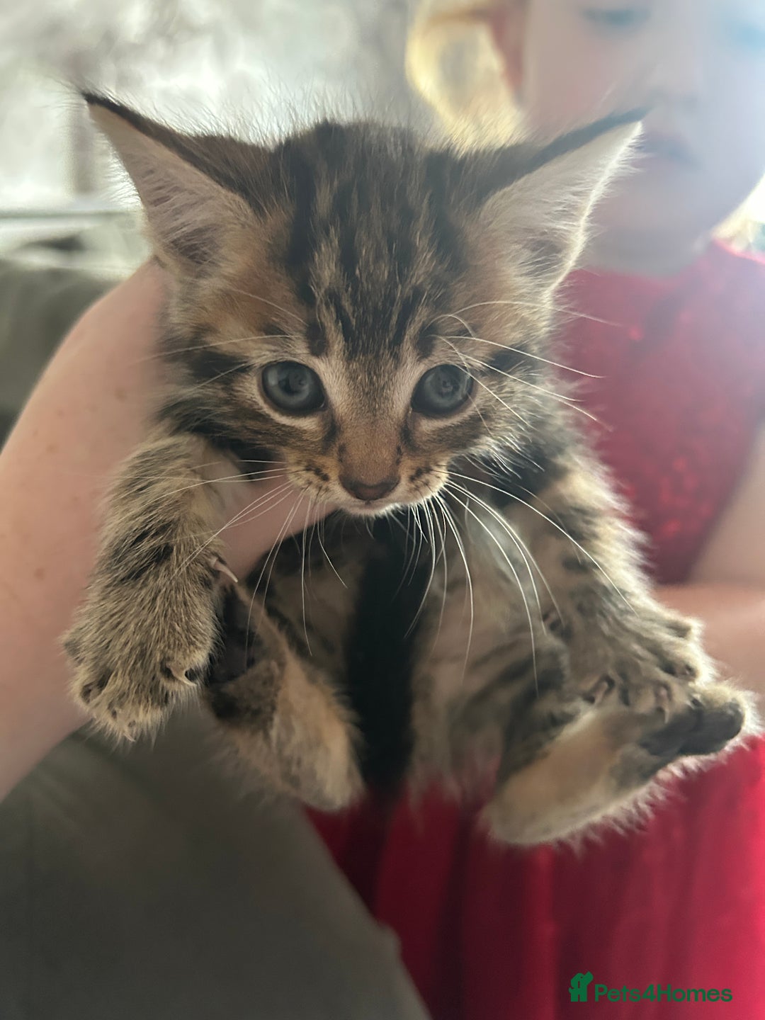 Domestic Shorthair cats for sale: Kittens for Sale - Image 3