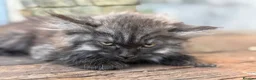Maine Coon cats for sale: Stunning Maine coon x kitten  - Advert 7