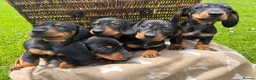 Miniature Dachshund dogs for sale: Miniature Dachshund Pups/ Dad DNA tested - Advert 10