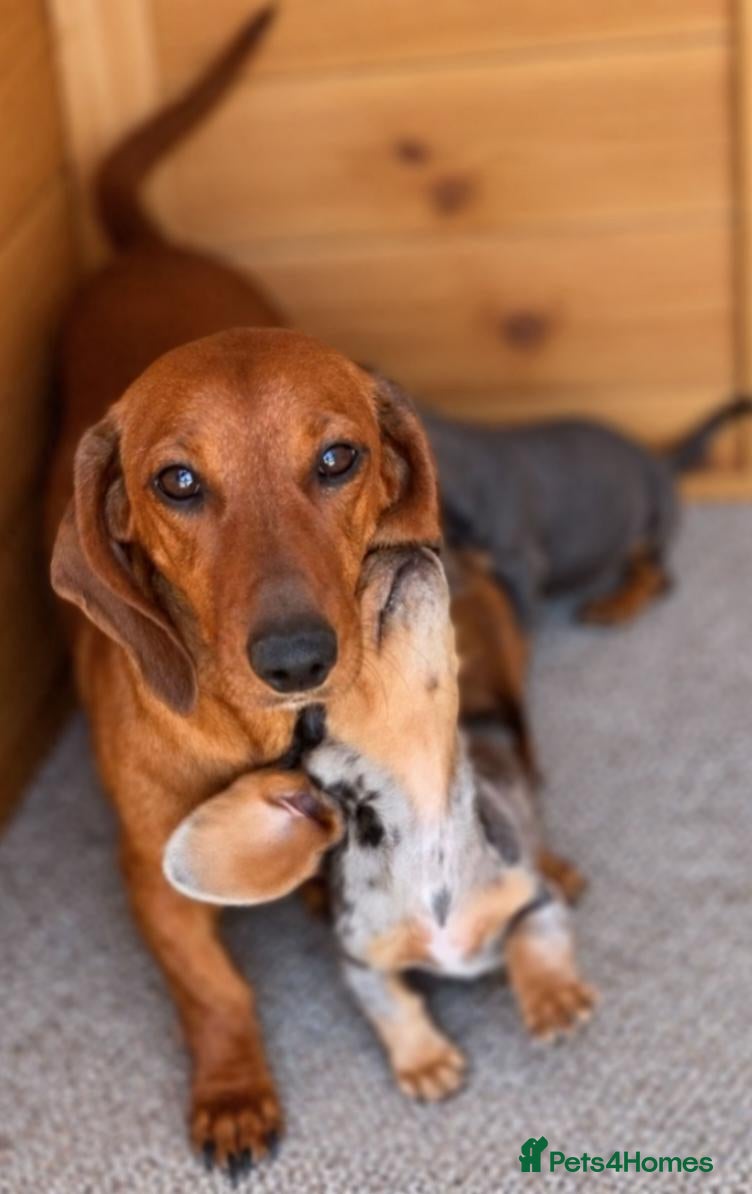 Dachshund dogs Beautiful dachshunds 2 left - Advert 10