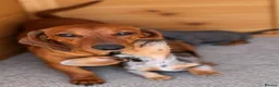 Dachshund dogs for sale: Healthy Dachshunds - Advert 11