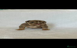 English Bulldog dogs for sale: KC registered English bulldog puppies - Image 8