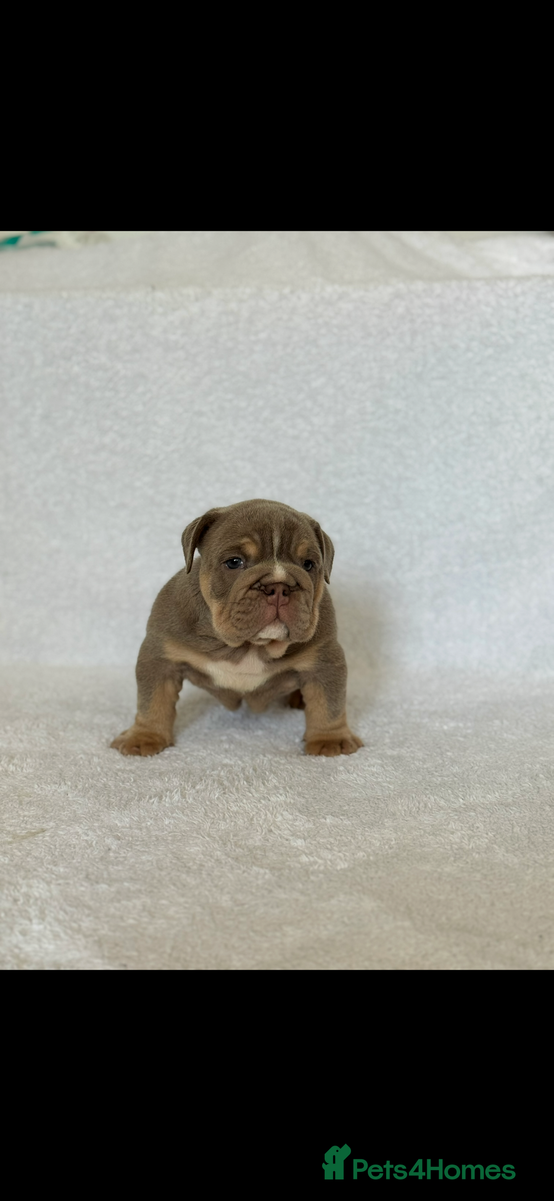 English Bulldog dogs for sale: KC registered English bulldog puppies - Image 8