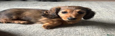 Miniature Dachshund 2