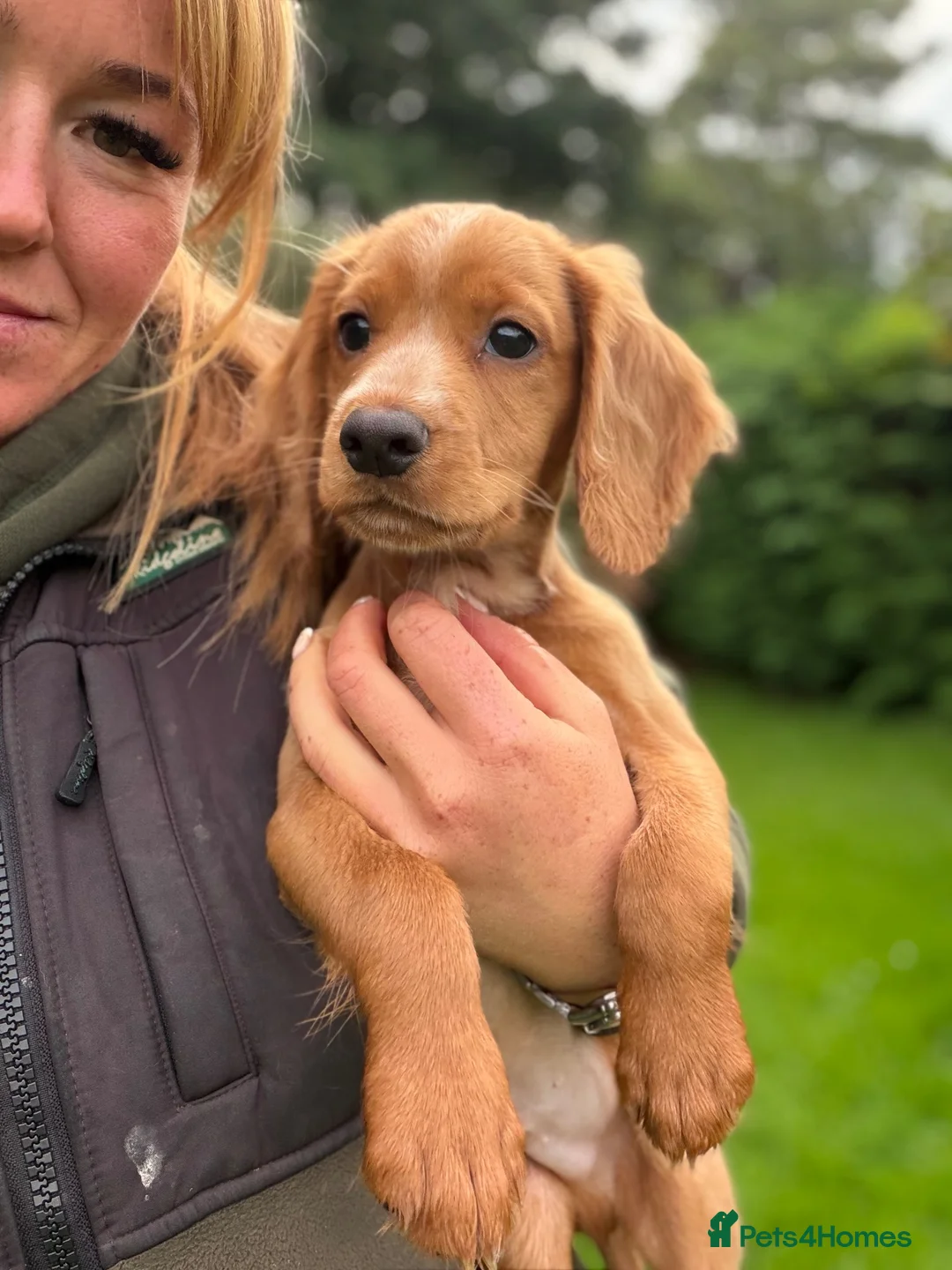 Cocker Spaniel dogs for sale: Fullyhealth tested red male working cocker spaniel in Kinross - Advert 2