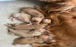 Miniature Dachshund dogs for sale: PRA clear miniature long haired dachshund puppies - Image 2