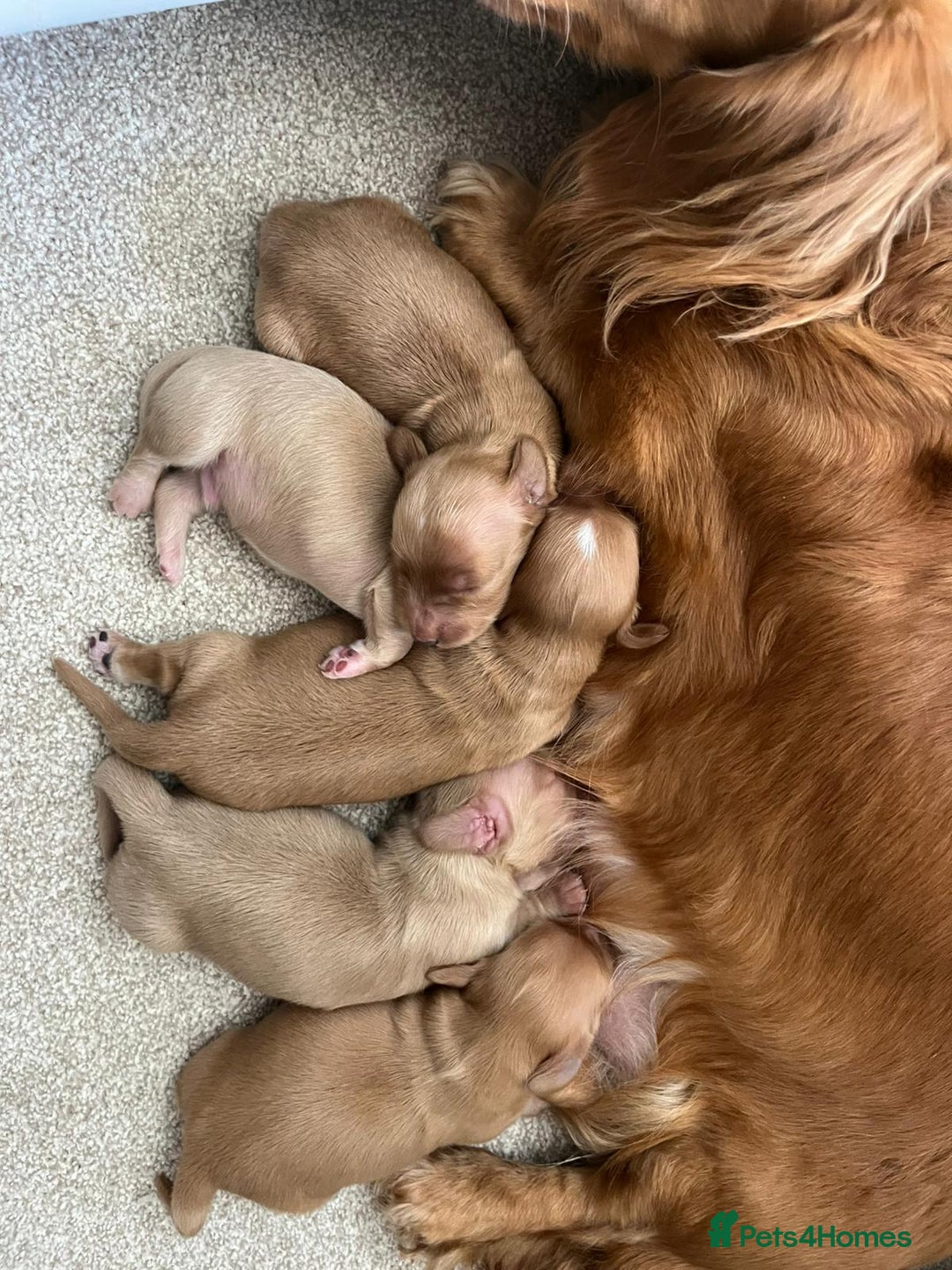 Miniature Dachshund dogs for sale: PRA clear miniature long haired dachshund puppies - Image 2