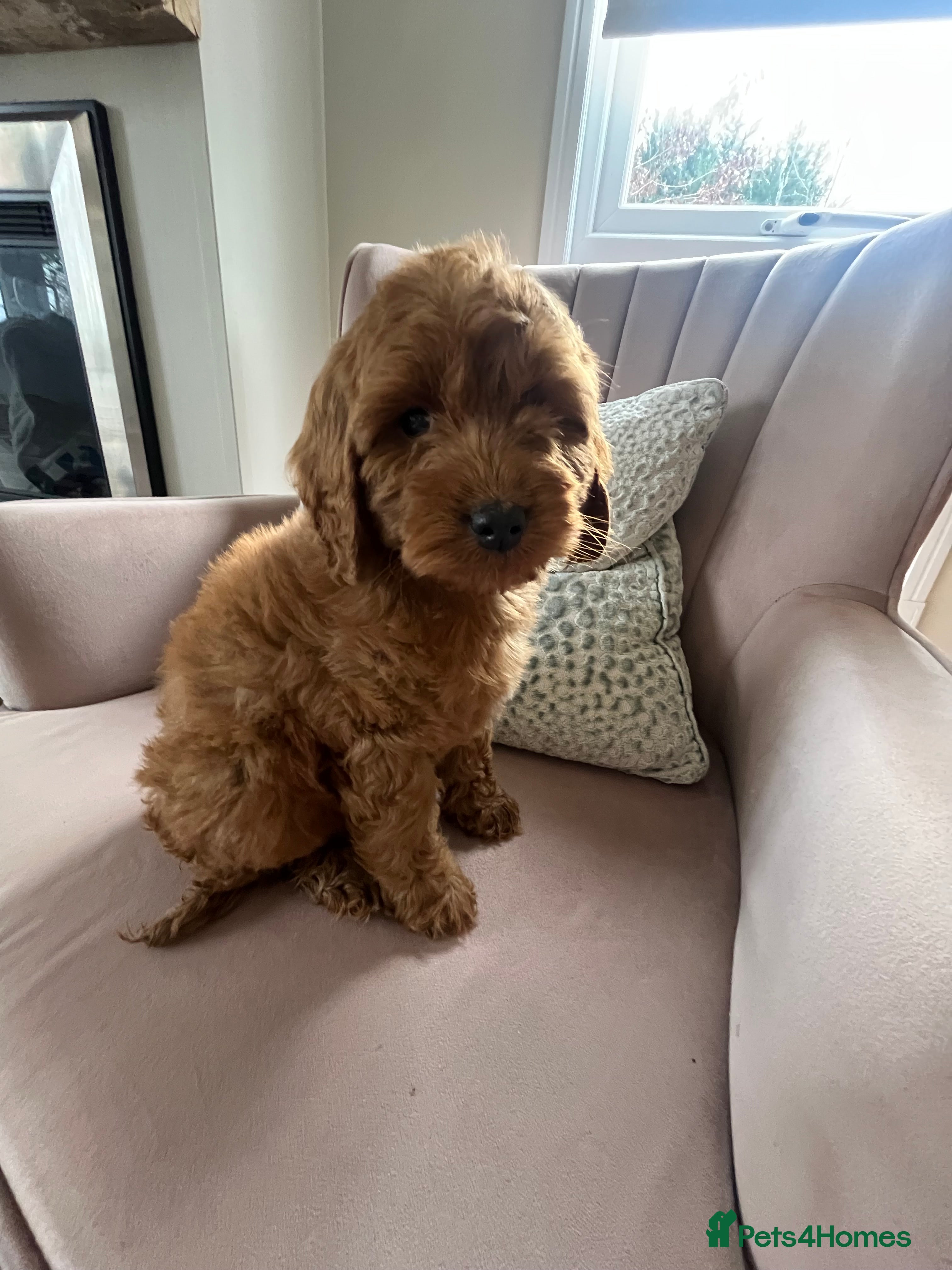 Cavapoo dogs 1 Girl 2 Boys Stunning red cavapoo puppies  - Advert 12