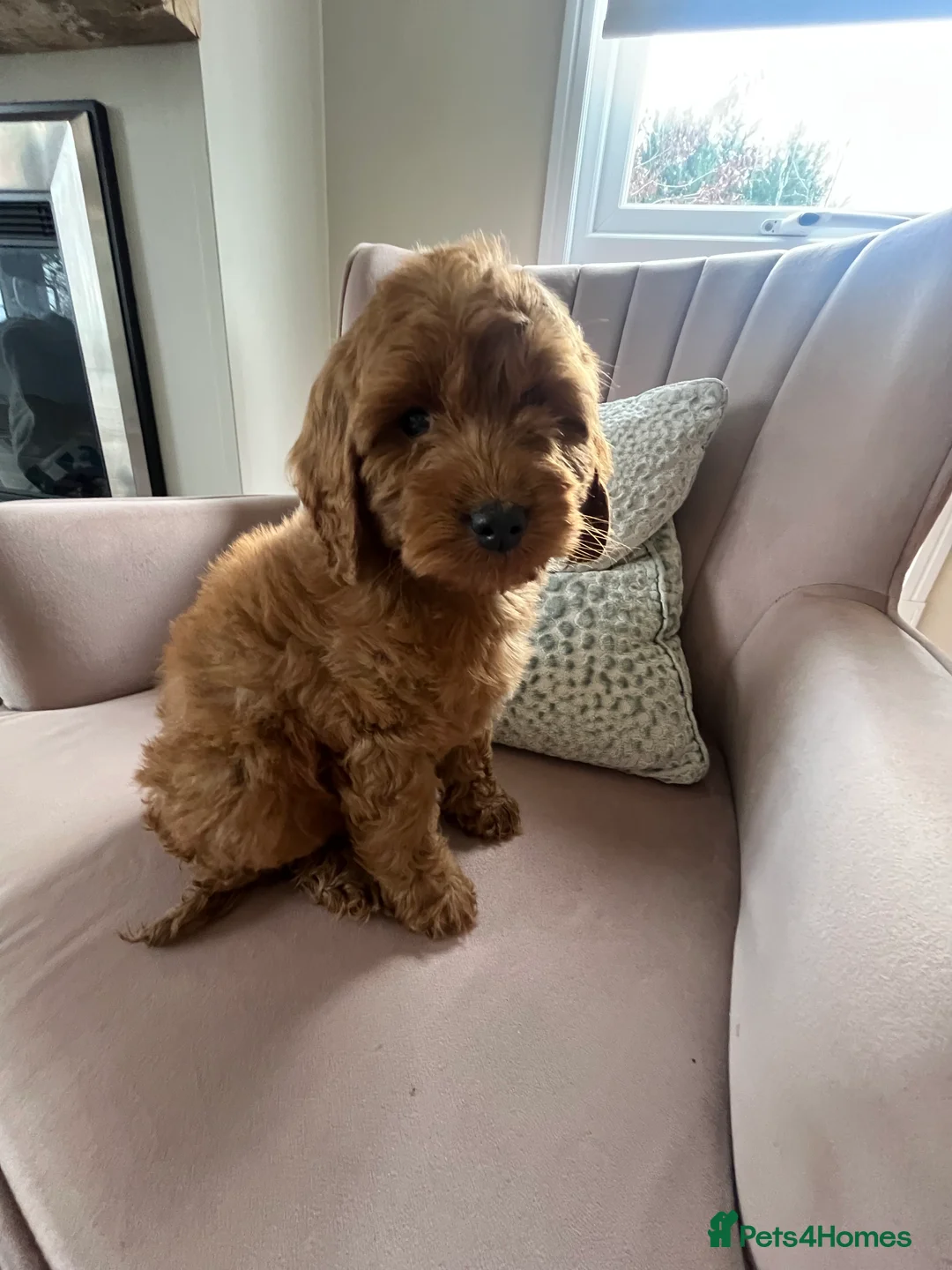 Cavapoo dogs for sale: Stunning red cavapoo puppies  - Advert 14
