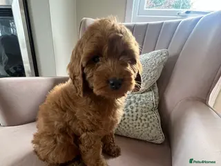 Cavapoo dogs 1 Girl 2 Boys Stunning red cavapoo puppies - Advert 12