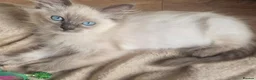 Ragdoll cats for sale: RAGDOLL KITTENS READY NOW  - Advert 15