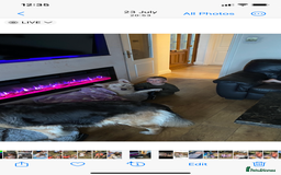 German Shepherd dogs for sale: White long haired German shepherd - Image 4
