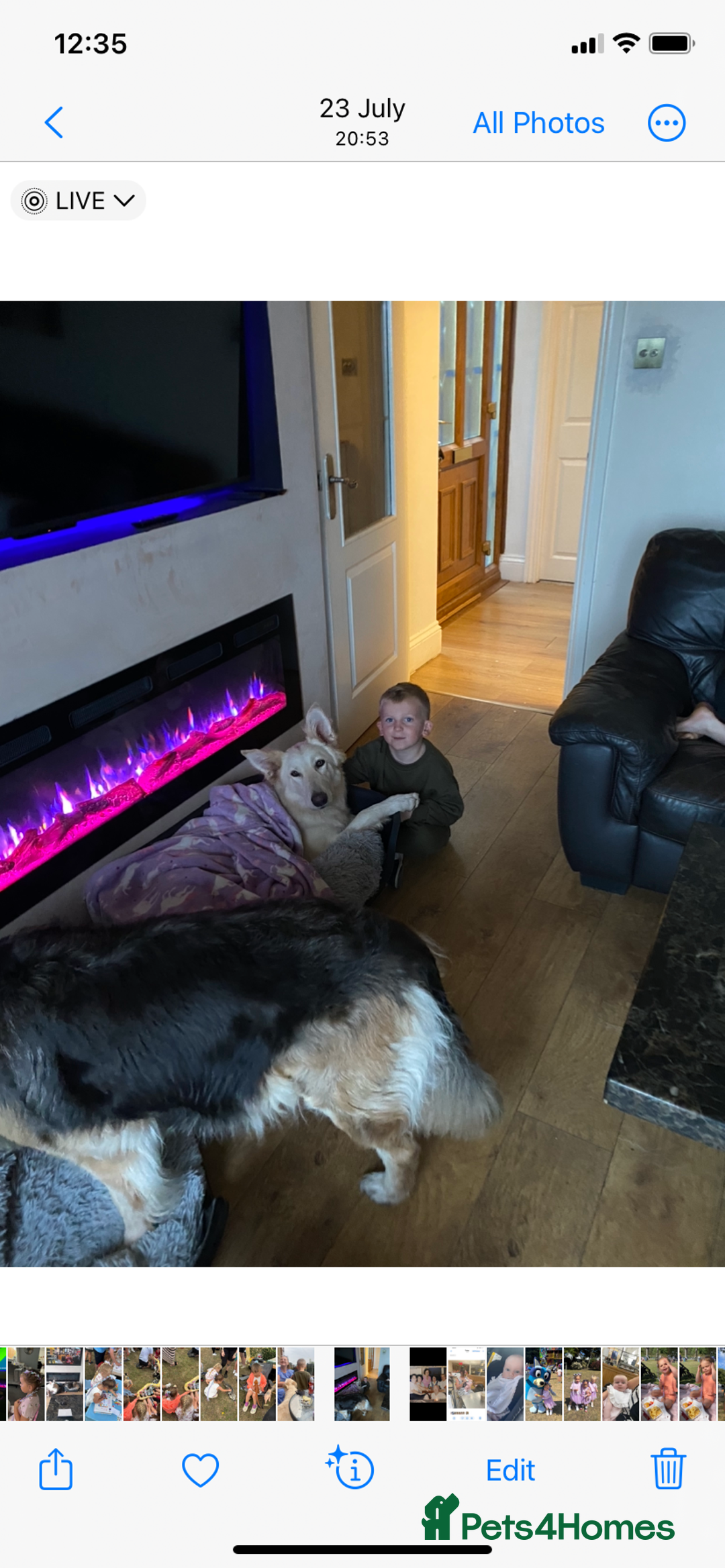 German Shepherd dogs for sale: White long haired German shepherd - Image 4