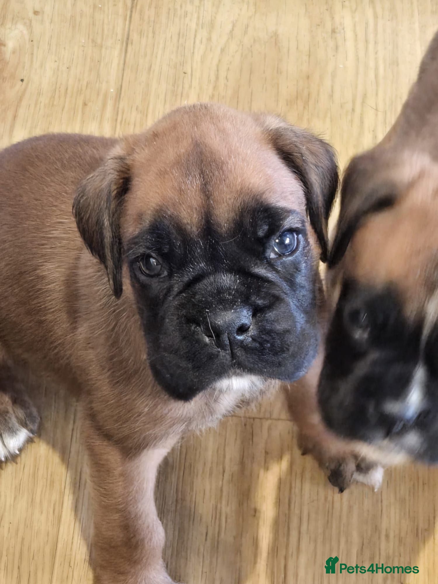 Boxer dogs Boxer Puppies Ready soon - Advert 1