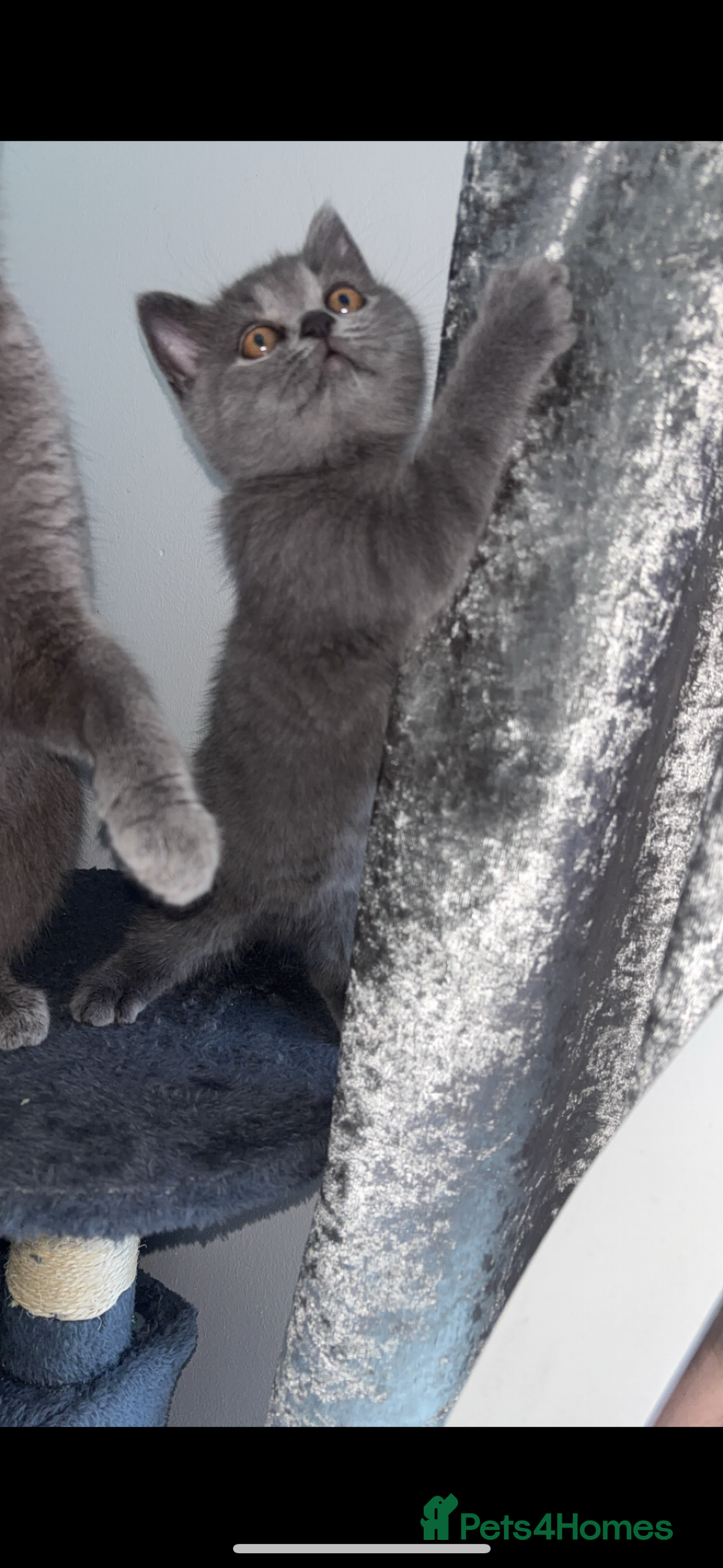 British Shorthair cats for sale: Pure breed British shorthairs  - Image 21