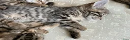 Bengal cats for sale: Bengal kittens for sale.  - Advert 10