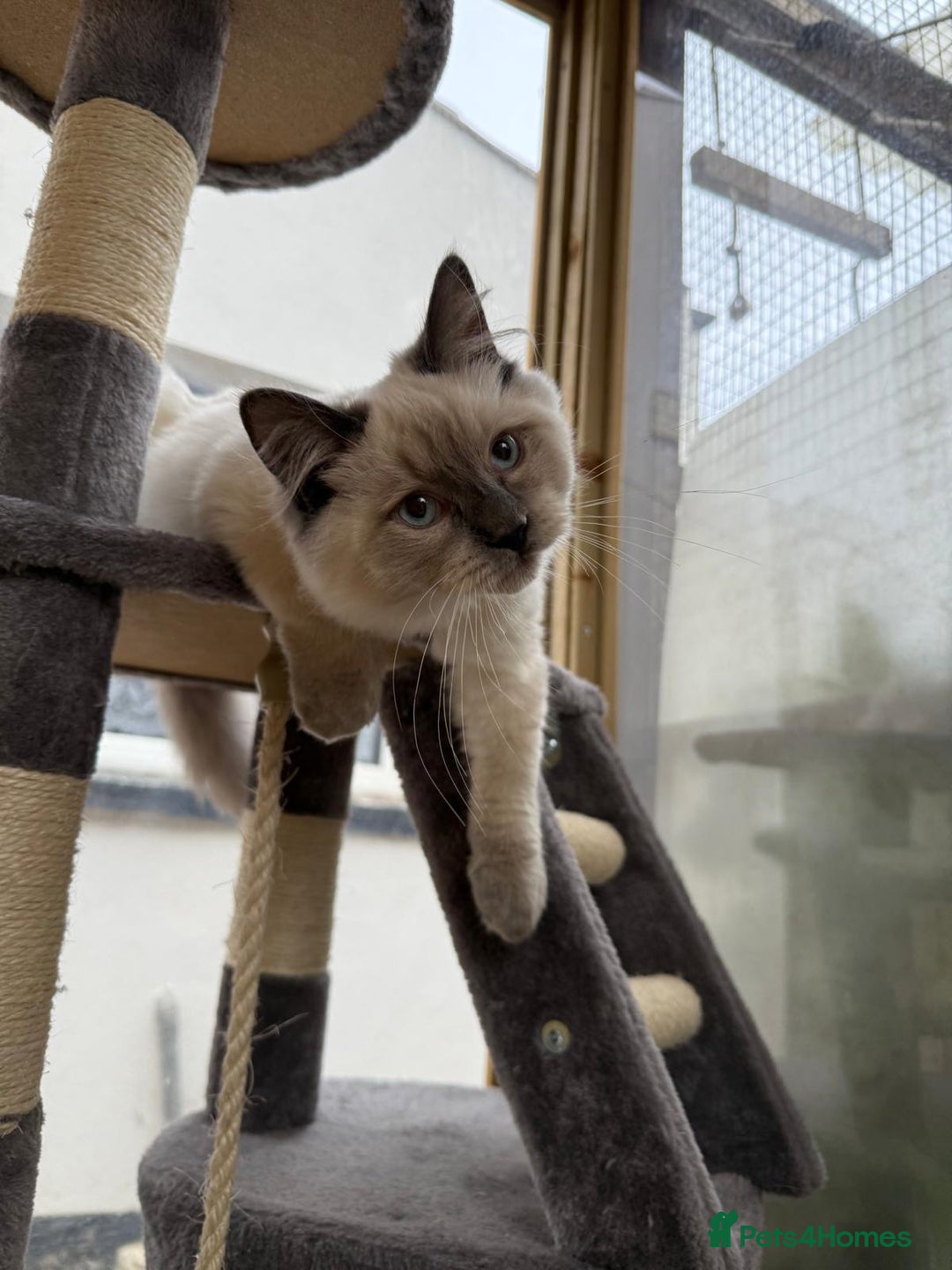 Ragdoll cats for sale: Beautiful ragdoll Dudley  - Advert 5