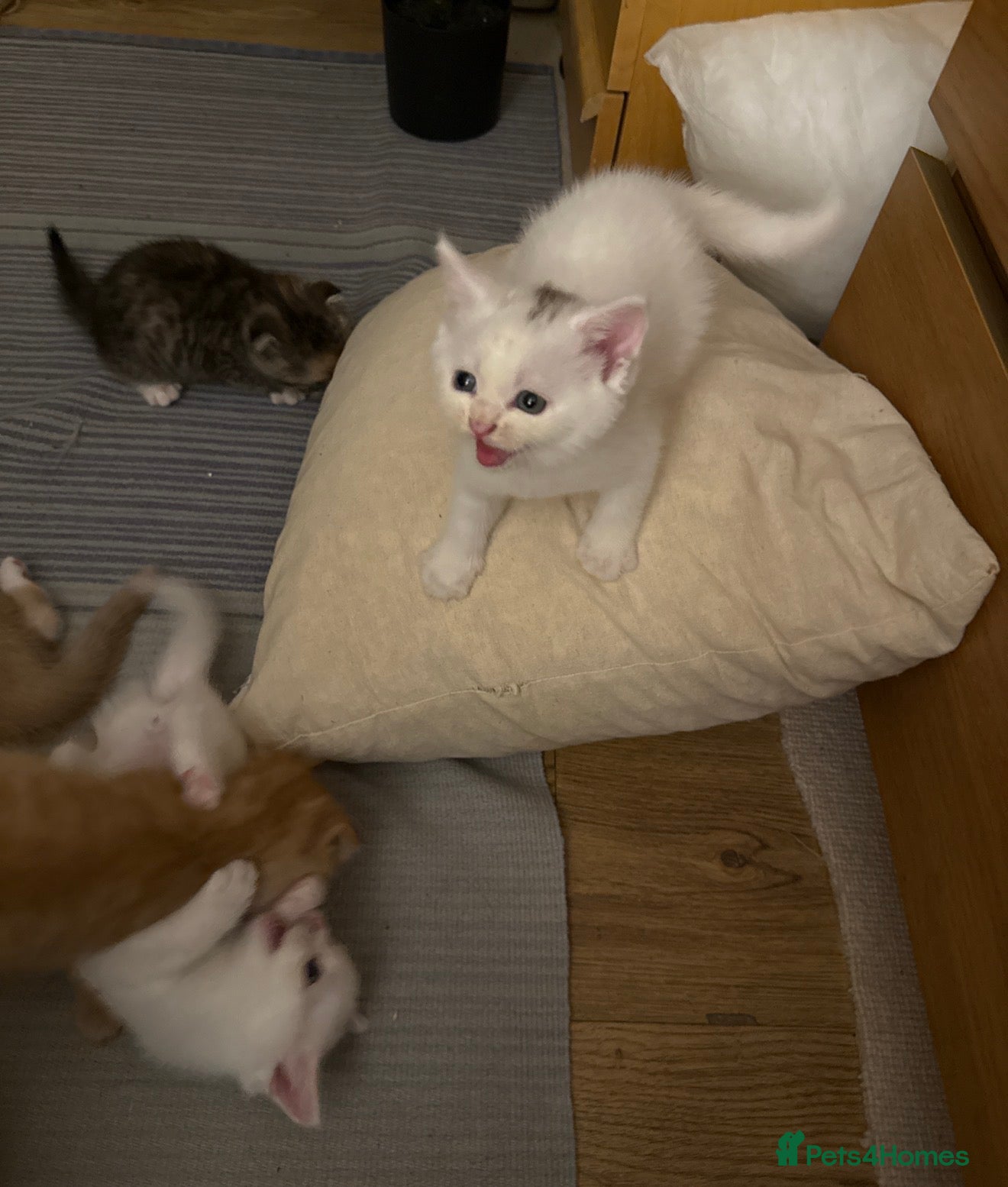 Scottish Fold cats Scottish Folds & Straights  - Advert 2