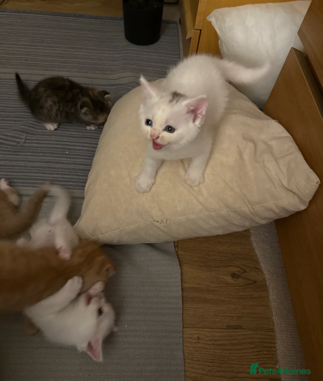 Scottish Fold cats for sale: Scottish Folds & Straights  - Advert 2