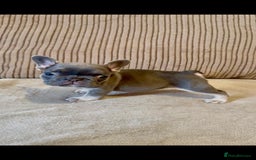 French Bulldog dogs for sale: Beautiful Frenchies - Image 1