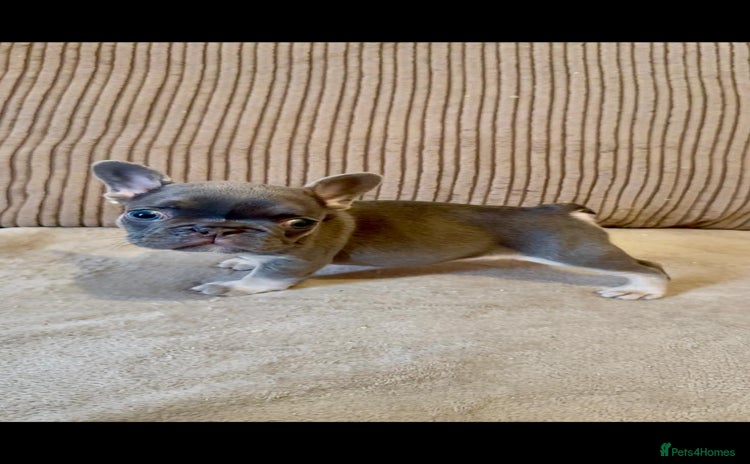 French Bulldog dogs - Advert 1