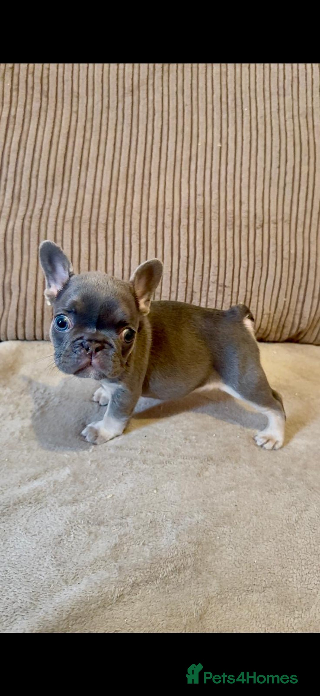 French Bulldog dogs for sale: Beautiful Frenchies - Image 1