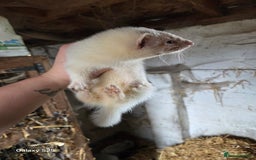 Ferret rodents for sale: 9 Ferrets for sale - Image 16