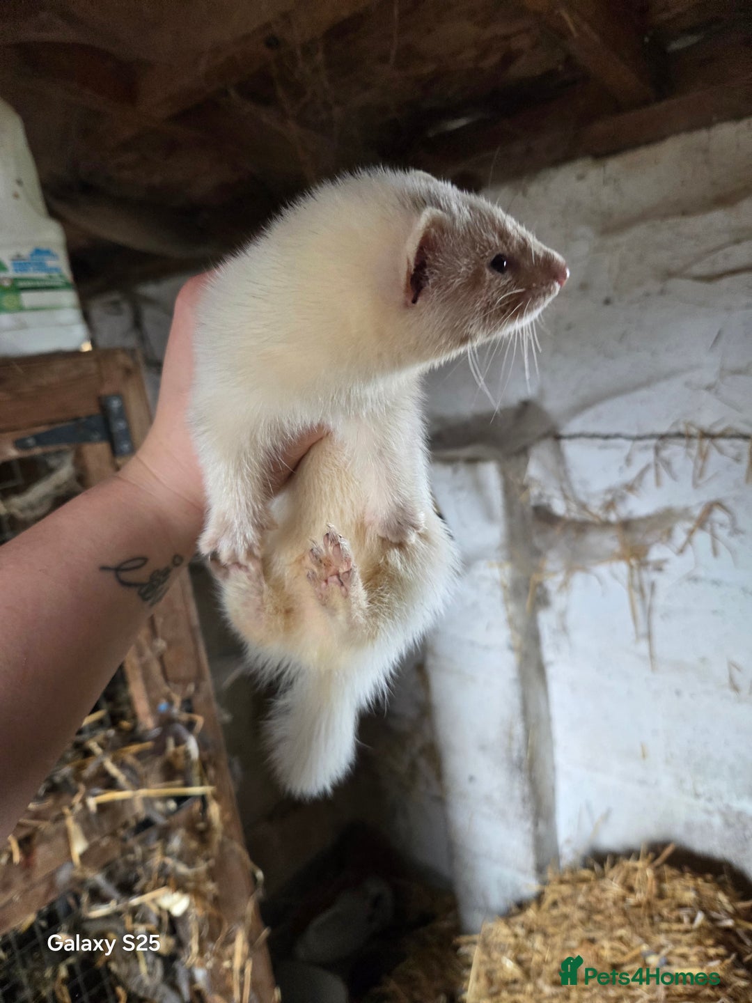 Ferret rodents for sale: 9 Ferrets for sale - Image 16