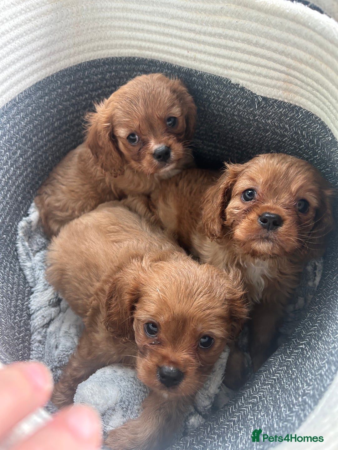 Cavalier King Charles Spaniel dogs for sale: Ruby female fully vaccinated ready now   - Image 2