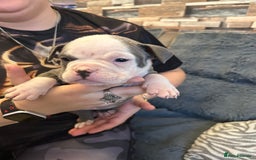 American Bully dogs for sale: 🐾 ABKC Registered Micro/Pocket Bully Puppies! 🐾 - Image 26
