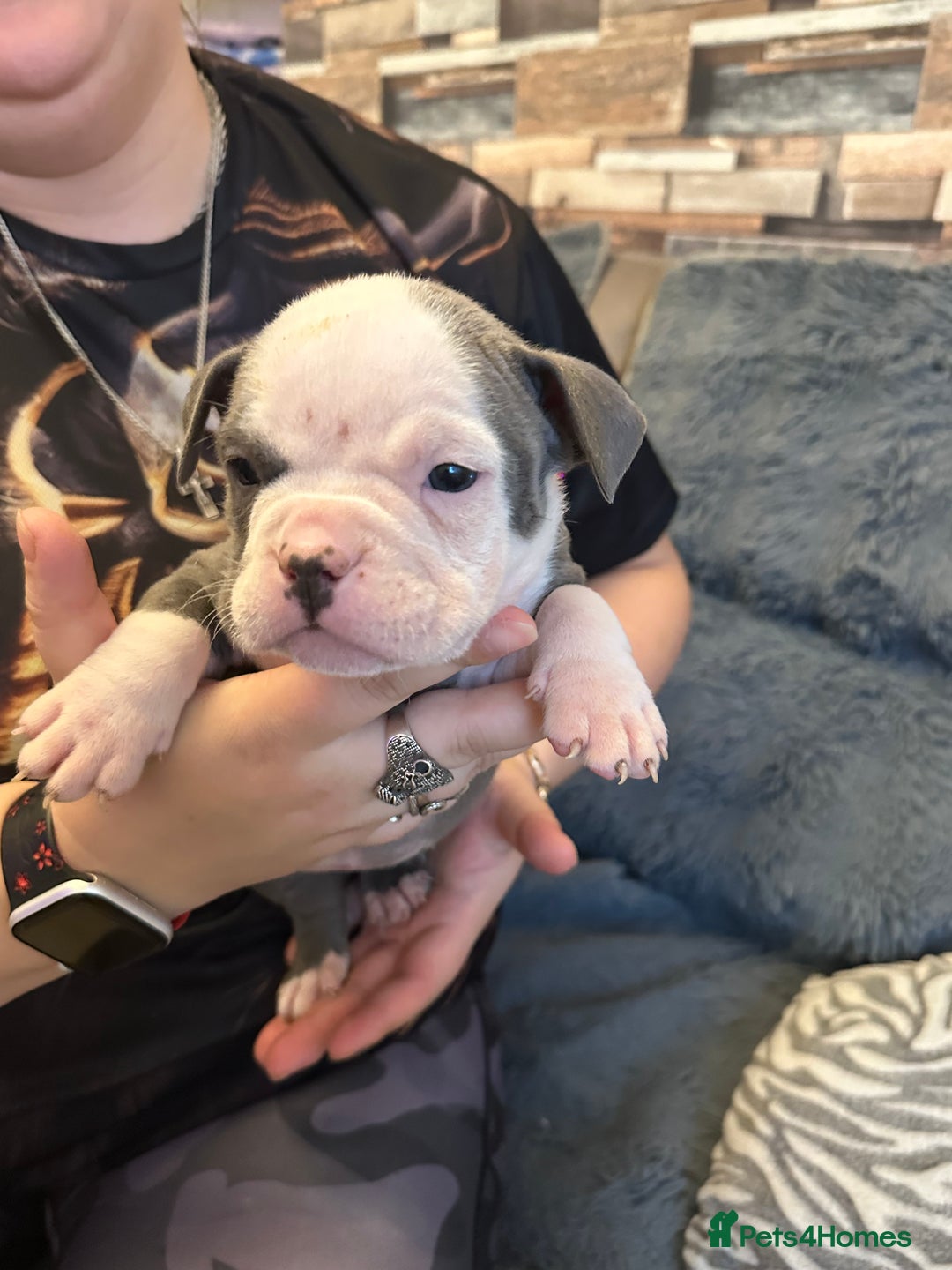 American Bully dogs for sale: 🐾 ABKC Registered Micro/Pocket Bully Puppies! 🐾 - Image 26