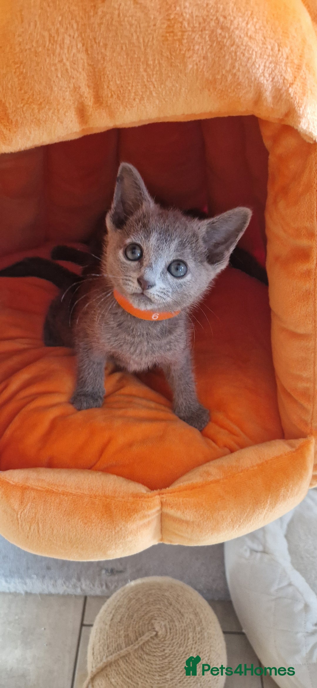 Russian Blue cats for sale: Pure Russian Blue kittens 💙  - Image 8