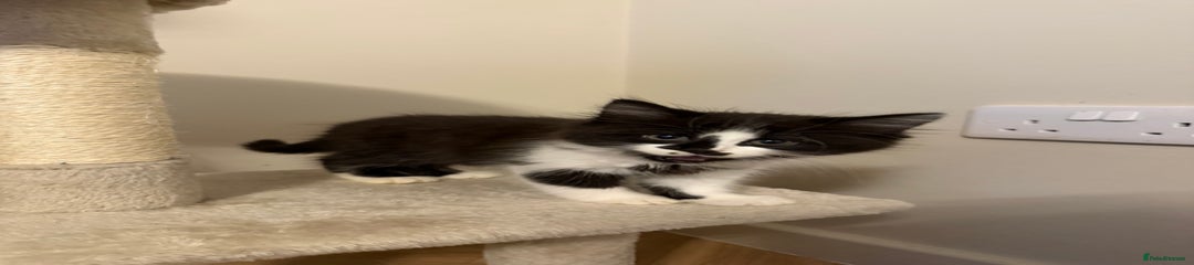 Mixed Breed Kitten 3