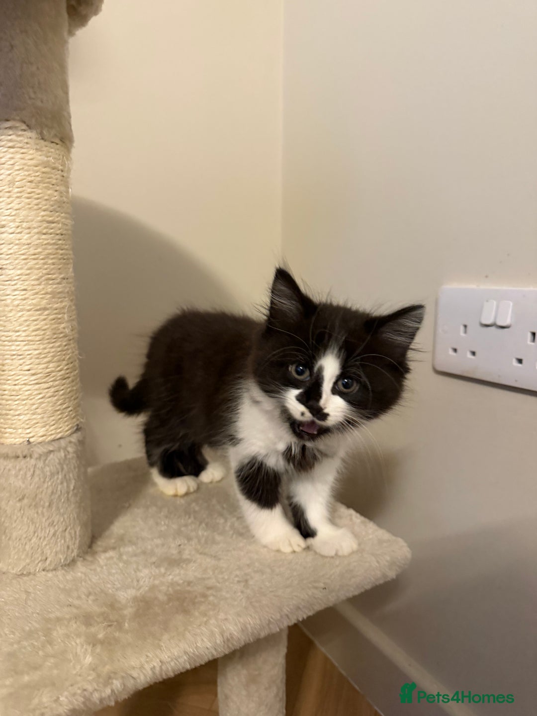Mixed Breed cats for sale: Four Black and white kittens  - Image 3