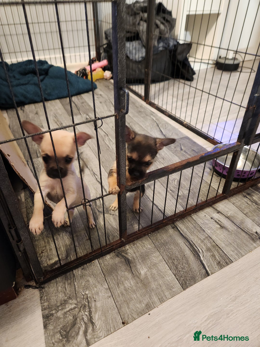 Mixed Breed dogs for sale: Frenchi yorkie pom - Image 6