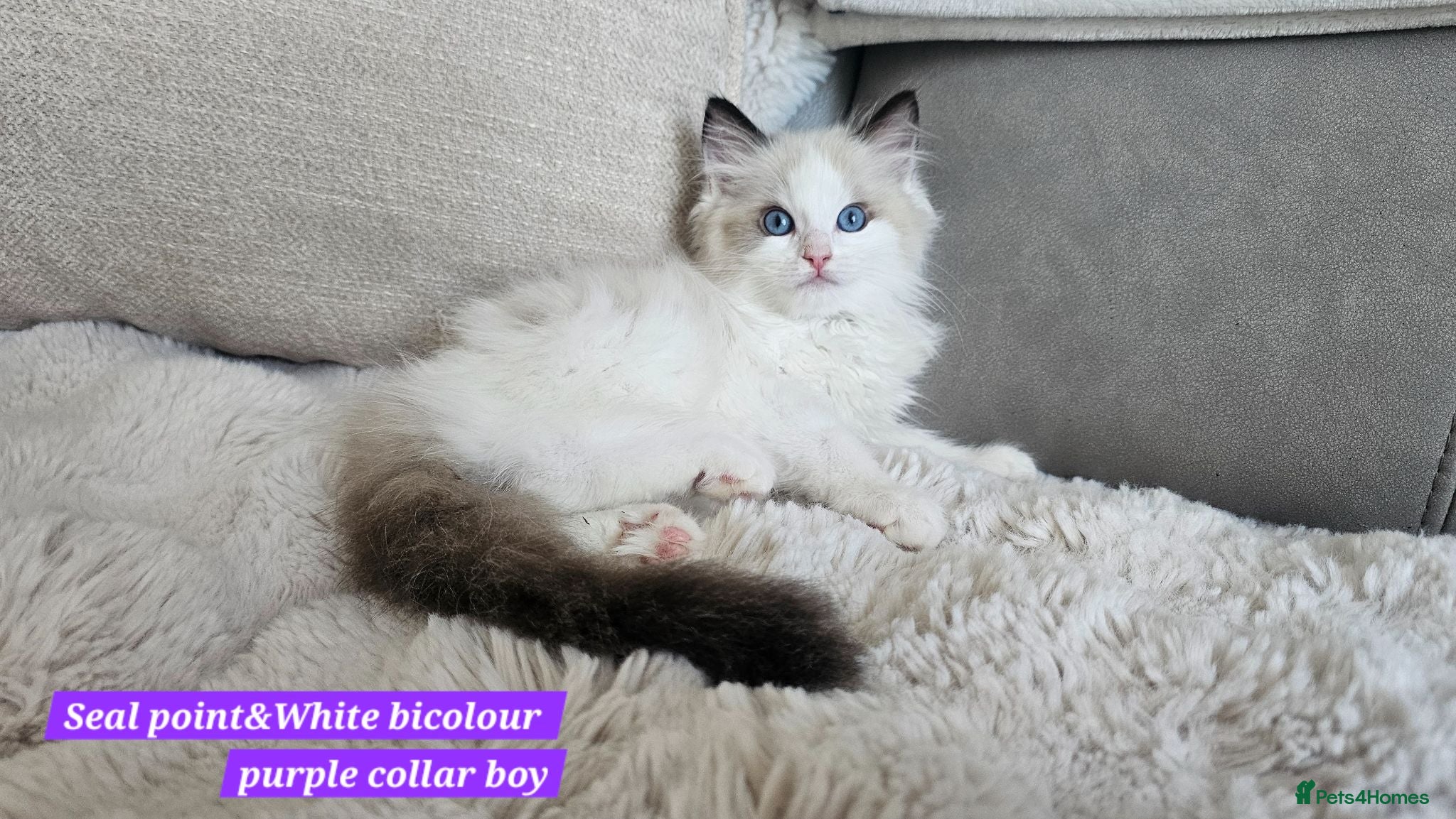Ragdoll cats  GCCF Ragdolls kittens  - Advert 2